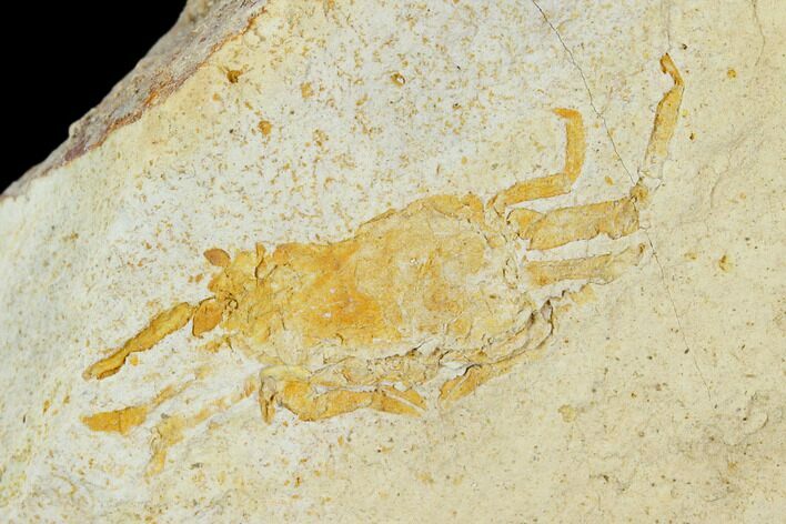 Fossil Pea Crab (Pinnixa) From California - Miocene #128095
